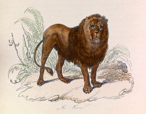 Illustration tirée du livre "Les Œuvres complètes de Buffon" : Les Quadrupèdes : Le lion (gravure) - Unknown artist