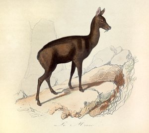 Illustration tirée du livre "Les Œuvres complètes de Buffon" : Les Quadrupèdes : Le musc (gravure) - Unknown artist