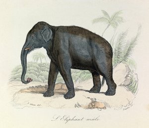 Illustration tirée du livre "Les Œuvres complètes de Buffon" : Les Quadrupèdes : L