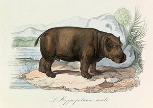 Illustration tirée du livre "Les Œuvres complètes de Buffon" : Les Quadrupèdes : L
