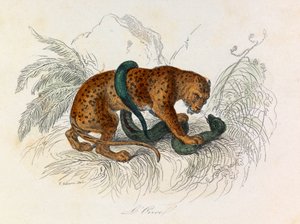 Illustration tirée du livre "Les Œuvres complètes de Buffon" : Les Quadrupèdes : L