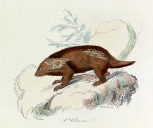 Illustration tirée du livre "Les Œuvres complètes de Buffon" : Les Quadrupèdes : L