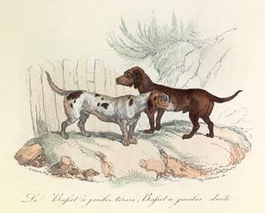 Illustration tirée du livre "Les Œuvres complètes de Buffon" : Les animaux : Le basset à jambes torses et le basset à jambes droites (gravure) - Unknown artist