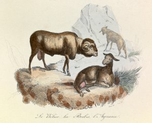 Illustration tirée du livre "Les Œuvres complètes de Buffon" : Les animaux : Le belier, la brebis et l