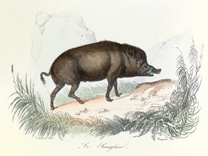 Illustration tirée du livre "Les Œuvres complètes de Buffon" : Les animaux : Le sanglier (gravure) - Unknown artist