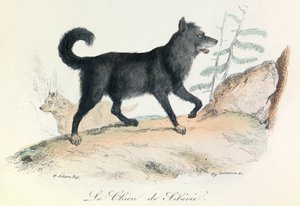 Illustration tirée du livre "Les Œuvres complètes de Buffon" : Les animaux : Le chien de Siberie (gravure) - Unknown artist