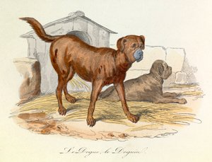 Illustration tirée du livre "Les Œuvres complètes de Buffon" : Les animaux : Le dogue et le doguin (gravure) - Unknown artist