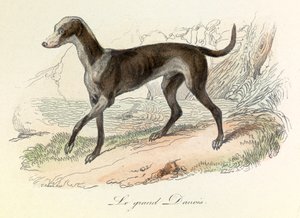Illustration tirée du livre "Les Œuvres complètes de Buffon" : Les animaux : Le grand danois (gravure) - Unknown artist