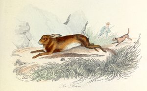 Illustration tirée du livre "Les Œuvres complètes de Buffon" : Les animaux : Le lièvre (gravure)