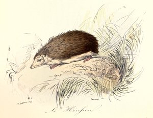 Illustration tirée du livre "Les Œuvres complètes de Buffon" : Les animaux : Le herisson (gravure) - Unknown artist