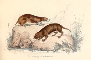 Illustration tirée du livre "Les Œuvres complètes de Buffon" : Les animaux : Le leming et le scherman (gravure)
