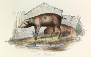 Illustration tirée du livre "Les Œuvres complètes de Buffon" : Les animaux : Le pichon (gravure) - Unknown artist