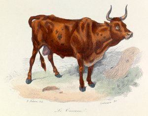 Illustration tirée du livre "Les Œuvres complètes de Buffon" : Les animaux : Le taureau (gravure)