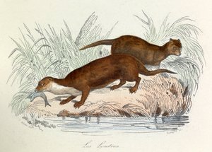 Illustration tirée du livre "Les Œuvres complètes de Buffon" : Les animaux : Les ottres (gravure) - Unknown artist