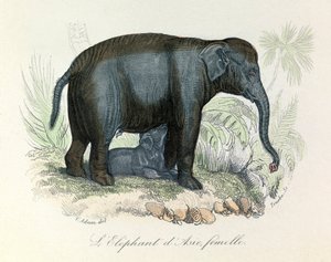 Illustration d