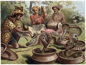Cobra indien - Unknown artist