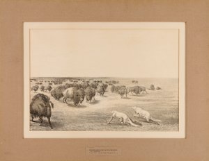 Les Indiens déguisés en loups--no. 13