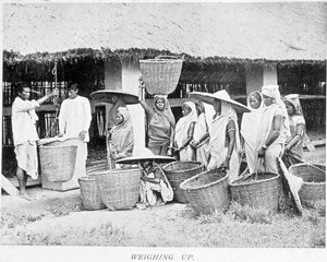Récolte de thé en Inde : paysans indiens pesant le thé - Unknown artist