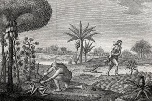 Indigènes travaillant la terre dans le bassin de l