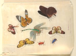 Insectes - Unknown artist