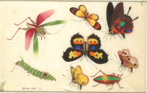 Insectes - Unknown artist