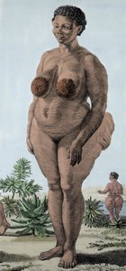 La Vénus Hottentote, femme de race Bochiman; gravure de 1815. - Unknown artist