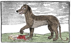 La bête du Gévaudan, gravure de 
