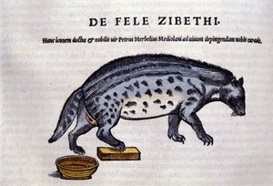 La civette dans Historia Animalium par Conrad Gesner (1516 - 1565), Tiguri - Unknown artist