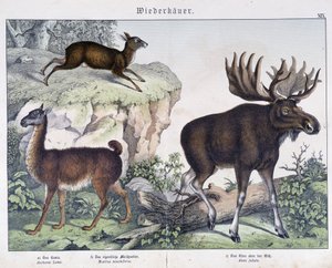 Lama, élan (orignal) - dans « Histoires naturelles des mammifères », éd. Schreiber - Unknown artist