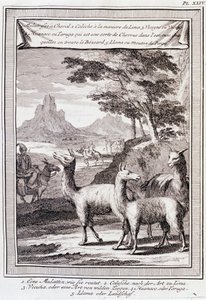 Lamas du Pérou - dans « Voyage historique de l