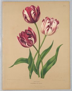 Tulipes tardives / Bybloemen ou Violettes - Unknown artist