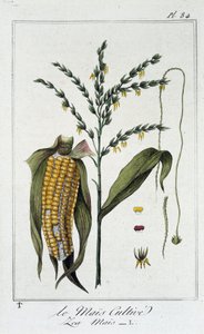 Le maïs cultivé (Les maïs) - dans "Exercices de botanique à l