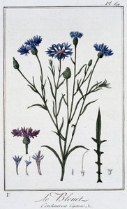 Le bleuet (Centaurea Cyanus) - dans "Exercices de botanique à l
