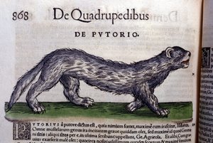 Le fertois - dans Historia Animalium par Conrad Gesner (1516 - 1565), Tiguri - Unknown artist