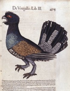 Le grand tétras (ou grand coq de bruyère) dans Historia Animalium de Conrad Gesner (1516 - 1565), Tiguri - Unknown artist