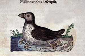 Le harle marin dans Historia Animalium de Conrad Gesner (1516 - 1565), Tiguri - Unknown artist