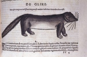 Le loir dans Historia Animalium par Conrad Gesner (1516 - 1565), Tiguri - Unknown artist