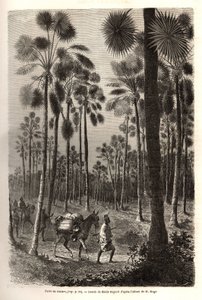 La caravane du Lieutenant Mage progresse vers le Niger et traverse une forêt de palmiers géants dans la province de Damfa, Mali. Gravure pour illustrer le voyage au Soudan occidental du Lieutenant (Marine) M. Mage, en 1863-1866, publié dans « Le tour du mo