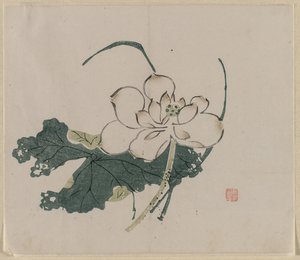 Fleur de lotus