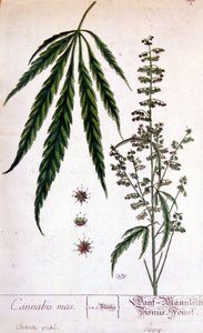Pied mâle de cannabis. Gravure du XIXe siècle.