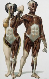 Homme et femme écorchés : muscles - livre de médecine, fin XIXe siècle