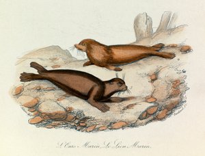 Ours et lion marins classés selon la nomenclature de Linné et la classification de Cuvier (gravure) - Unknown artist