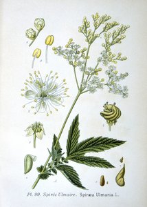 Reine-des-prés - Unknown artist
