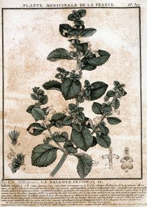 Plante médicinale de France : la belotte fétide