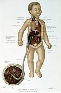 Médecine : nouveau-né (écorché au buste)
