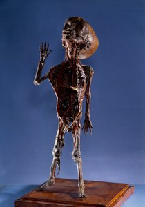 Médecine : figurine en pelure. 18ème siècle. Collection privée - Unknown artist