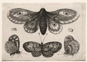 Muscarum Scarabeorum, vermiumque Variae Figure & Formae : Un Papillon de Nuit, Trois Papillons et Deux Scarabées