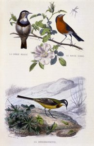 Histoire naturelle : Oiseaux : La gorge-bleue, le rouge-gorge et la bergeronnette - dans « Œuvres de Buffon, T.5, éd. Fume Jouvet & Cie - Unknown artist