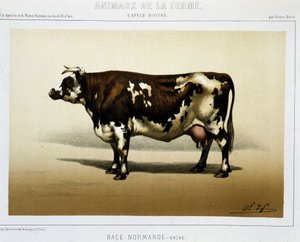Vache normande