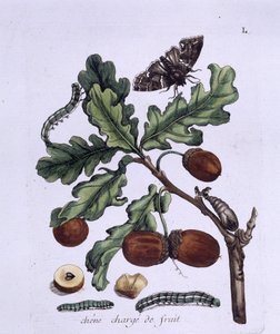 Fruit du chêne : glands, papillons et chenilles - Unknown artist